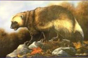 Wolverine Art Print - “Michigan Pride Wolverine” Signed numbered limited edition - Picture 1 of 1