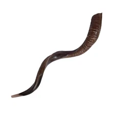Mitad pulida natural Judaica Kosher 60-70 cm Yemenita Kudu Shofar Cuerno shofar