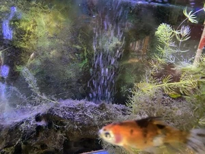 30mm CylinderAir Stone with 2 m tube. For Pond or Aquarium Fish Tank Air Pump. - Picture 1 of 6