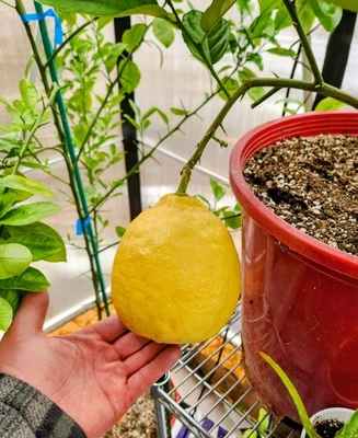 36" Ponderosa Lemon Tree + 24" Pink Lemon Tree. PRIORITY MAIL SHIPPING - Image 1 of 2