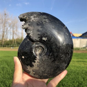 610g Natural Glyptostoma nigrostris Fossil conch crystal specimen healing care - Picture 1 of 14