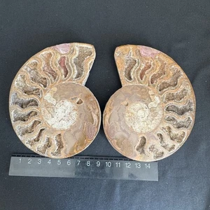 12.3cm/321grams Polished Ammonite Fossil Specimen, Madagascar #72 - Picture 1 of 8