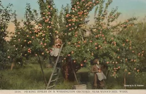Raccogliere mele in un frutteto di Washington - Wenatchee, Washington - litografia non spedita - Foto 1 di 3