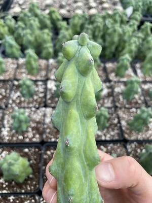 plantas vivas suculentas - 'cactus piqueros' (4-6") Foto 1 de 4