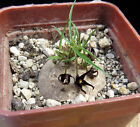 Brachystelma spec.Thailand,Caudex,Euphorbia,Succulent Plants