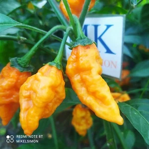 Carbonero,10 semillas,Capsicum chinense (346) - Picture 1 of 1