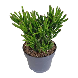 Geldbaum - Crassula Gollum - Zimmerpflanze - 17cm - Bild 1 von 4