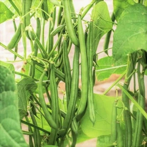 BULK Blue Lake FM1K Green Bean Seeds | Pole Beans Wholesale Vegetable Seed 2025 - Picture 1 of 12