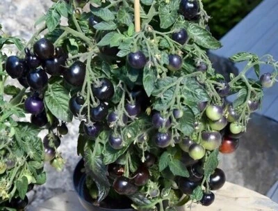 Tomate Micro Purple - Tomate Enano - Tomate - 10+ Semillas - Semillas - P 517 - Imagen 1 de 2