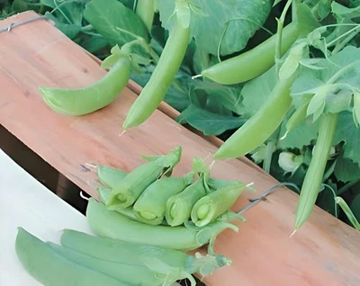 BOX GARDEN SEEDS LLC Snap Peas Seeds Box Garden Early Harvest Edible Pods Green 25 Count