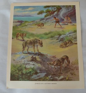 De Colección Walter A Weber Animales Domésticos Ancestros Color Arte Impresión Litografía Chacales - Imagen 1 de 8