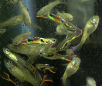 Black Bar Endlers Guppy (3 machos) - LIVEBEARING Foto 1 de 4