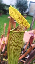 Pianta carnivora Sarracenia alata NO SEMI torba fiori dionea giardino carnivore