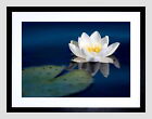 86123 WATER LILY PAD FLOWER POND REFLECTION BLACK Wall Print Poster CA
