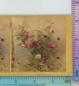 Rosas Floral Kilburn Stereoview - Imagen 1 de 2