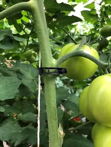 250 Black Tomato Clips 23 mm Trellis Support Vegetable Garden Plant Binder - Picture 1 of 5