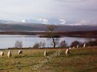 Photo 6X4 Sheep At Shinness, Loch Shin Achnairn  C2011