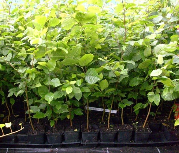 1 x Hainbuche Heckenpflanze im Topf Container winterhart - Bild 1 von 1