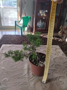 Pre Bonsai Ginepro Itoigawa - Picture 1 of 3