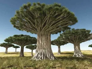 Dracaena draco, Dragon Tree, Very Fresh, Rare - 10 Semi - Imagen 1 de 5