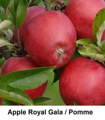 Seed Apple Royal Gala Pommier Fruit Plant Bonsai Malus Crunchy Very Firm Seeds + - Image 1 of 3
