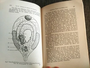 1929 SINAI Expedition Zoology Study by Bodenheimer Jerusalem University WOW R. - Picture 1 of 4