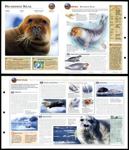 Bearded Seal #222 Mammals - Wildlife Explorer Fold-Out Card - Picture 1 of 1