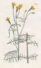 Tagetes Tenuifolia Kwiat studencki Nagietek Grawerowanie Miedzioryt Curtis 2045