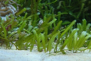 Live Saltwater Caulerpa Taxifolia Fern Frag Marine Macro Algae Reef Refugium - Picture 1 of 3