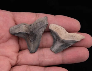 Golden Beach Fossils Hemipristis Shark Teeth Venice Florida 1.73” , 1.41” 1277 - Picture 1 of 2
