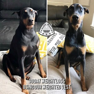 CWS Weighted Dog Vest + Flotation Vest-XLarge 20 Pounds Sandbags Only No Sand!! - Picture 1 of 13