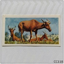 Brooke Bond African Wild Life #31 Coke's Hartebeest Tea Card (CC118)