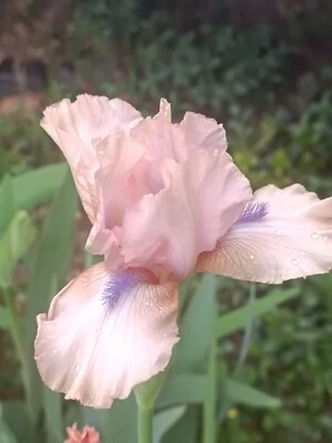 2 IRIS BULBS w/roots Ready to Plant,  Pink Flowers with Blue Beard, Unique, Rare - Image 1 of 3