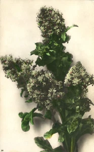 Flower Stem Rip Interdetta Vera Fotografia Torino Italy 1942 Real Photo Postcard - Picture 1 of 2