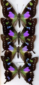 Insekt Schmetterling Papilio Graphium weiskei - kleinere Qualität Großhandel - 4! - Bild 1 von 2