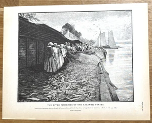 Haul-seine Fishing Albemarle Sound NC Large Haul of Alewives 1887 Antique Print - Picture 1 of 14