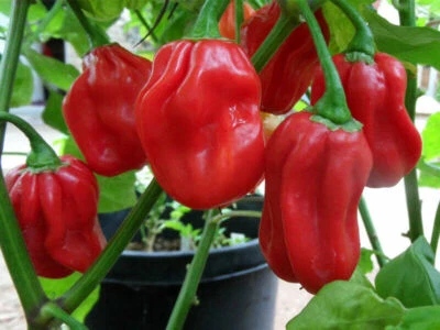 HABANERO RED, 25 semi peperoncino piccante + OMAGGIO + SPEDIZIONE GRATIS