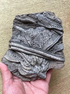 816g Triassic Natural crinoid specimen Geologic rock - Picture 1 of 24