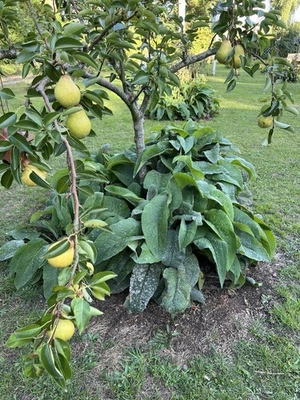 4 x Comfrey plants, “Bocking 14 variety” for Apple/Pear Tree Companion Planting - Image 1 of 4