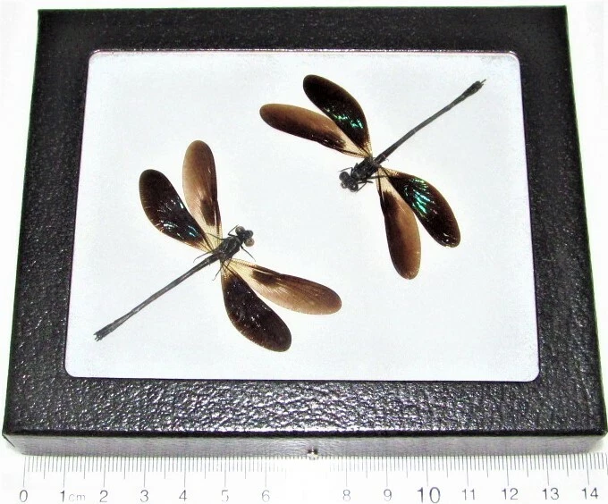 Euphaea variegata duo REAL FRAMED VERDE NEGRO CABALLITOS DEL DIABLO LIBÉLULAS Foto 1 de 1