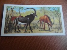 GB Brooke Bond "Wildlife in Danger" 1963 tea-card No.22 'Giant Sable Antelope'.