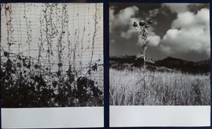 Due fotografie autore Arch. Gianfranco Fasana anni '50 - Picture 1 of 1