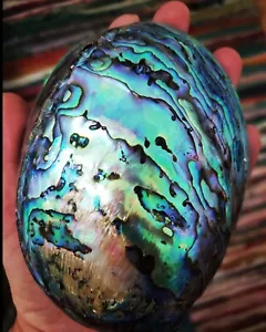 Large Abalone Shell Polished Paua Rainbow LG Sea Green Blue Beach House Zealand - Picture 1 of 6