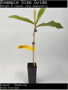 Loquat - Seedling (Eriobotrya japonica) Fruit Tree Plant - Picture 1 of 6
