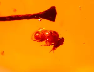 2 EXTINCT Bees Sticking Tongues Out with Water Enhydro in Dominican Amber Fossil - Picture 1 of 17
