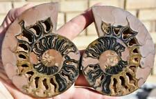 Large Ammonite Pair Great Color Crystal Cavities 5.0" 110myo Fossil 125mm a3919