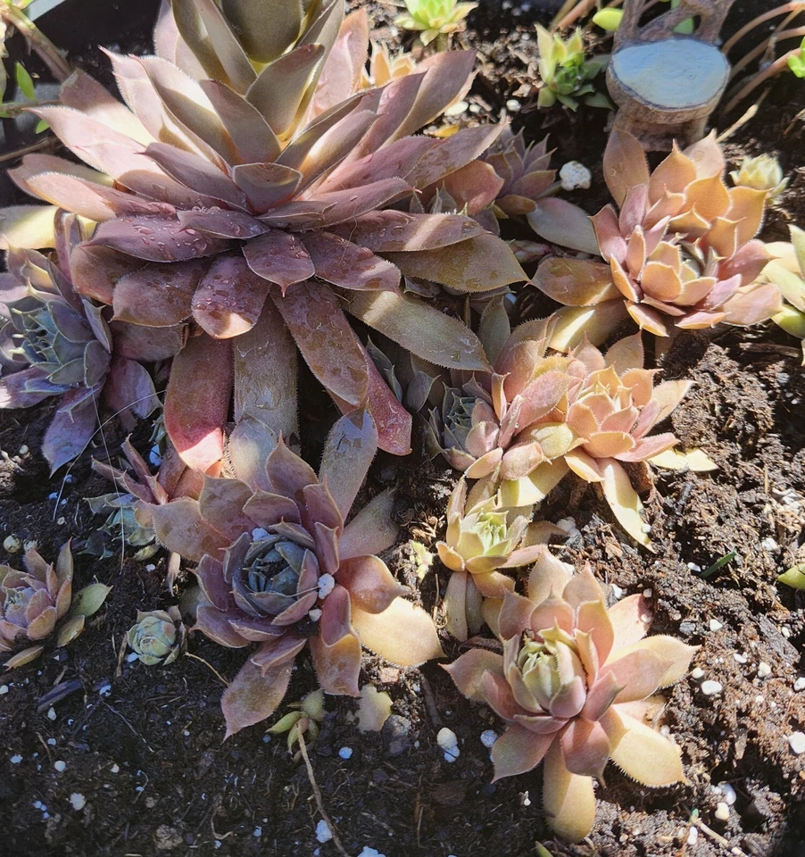 Sempervivum tectorum Hen N Chicks Common Houseleek X3 - Image 1 of 3
