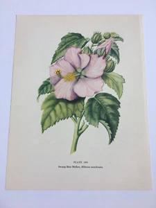 Vintage Wildflower Botanical Print 1954 ~ Swamp Rose Mallow ~ ungerahmt ~ 7,8 x 10,4 ~ rosa - Bild 1 von 3