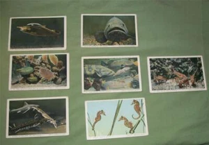 VTG REAL PHOTO POSTCARD COLOR TINTED NEW YORK AQUARIUM ZOO FISH SHARK SEA HORSE - Picture 1 of 10