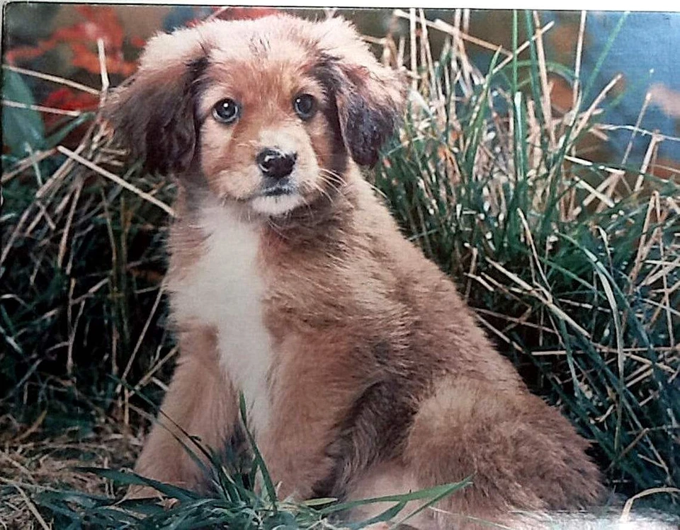 A Puppy = Love Another View Animals Michael & Barbara Reed 500 18X24 Puzzle - Image 1 of 1